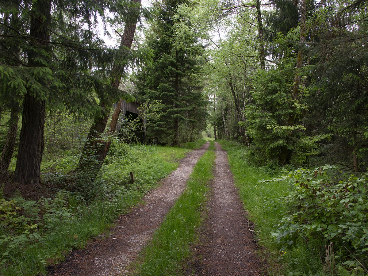 Waldweg